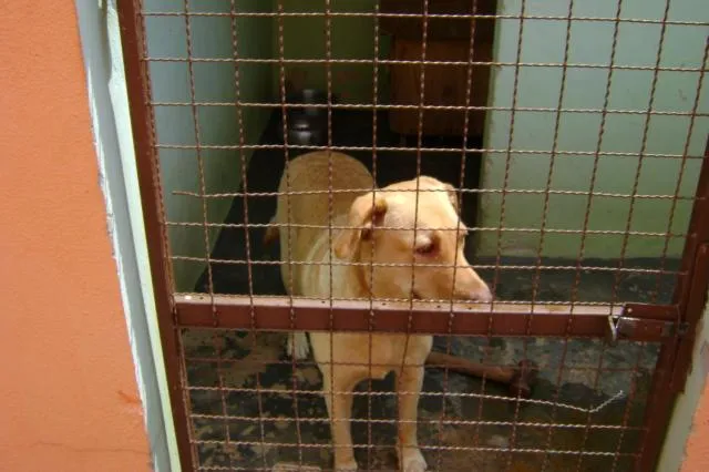 Cachorro ra a labrador idade 2 anos nome não sei