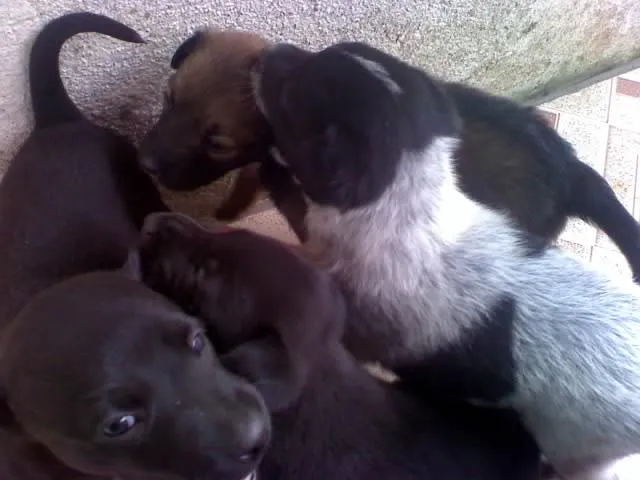 Cachorro ra a Viralata idade Abaixo de 2 meses nome Filhotes