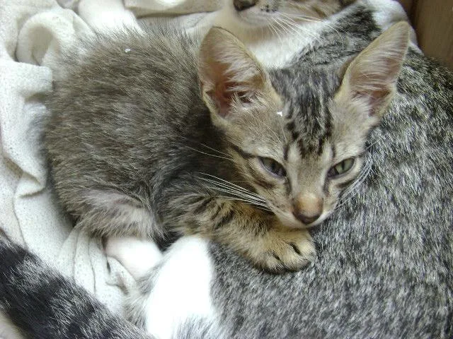 Gato ra a indefinida idade Abaixo de 2 meses nome cris