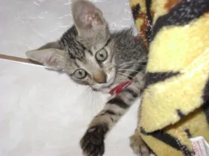 Gato raça indefinida idade Abaixo de 2 meses nome cris