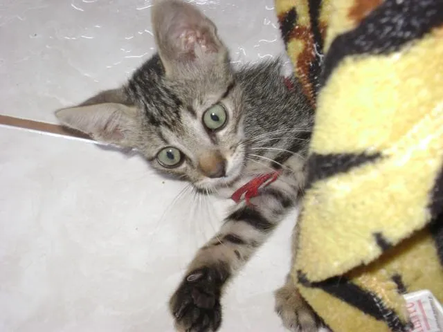 Gato ra a indefinida idade Abaixo de 2 meses nome cris