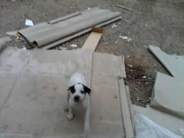 Cachorro ra a Vira lata  idade Abaixo de 2 meses nome Sem nome