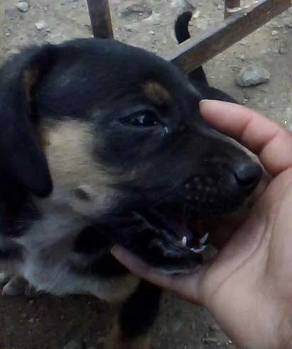 Cachorro ra a Vira lata  idade Abaixo de 2 meses nome Sem nome