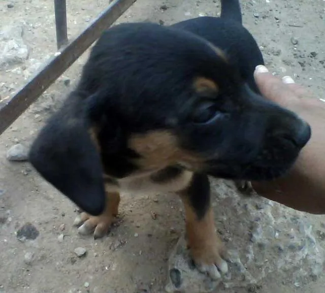 Cachorro ra a Vira lata  idade Abaixo de 2 meses nome Sem nome