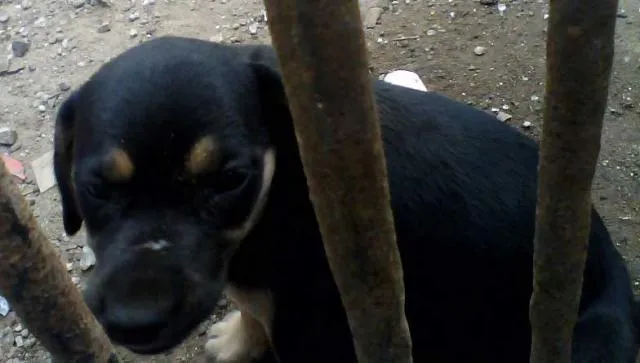Cachorro ra a Vira lata  idade Abaixo de 2 meses nome Sem nome