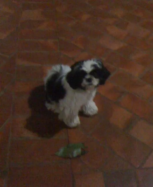Cachorro ra a Shitzu idade 7 a 11 meses nome Frederico GRATIFICA