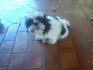 Cachorro raça Shitzu idade 7 a 11 meses nome Frederico GRATIFICA