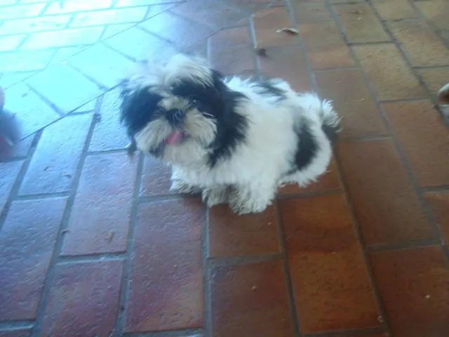 Cachorro ra a Shitzu idade 7 a 11 meses nome Frederico GRATIFICA