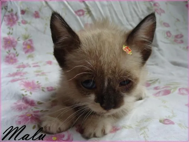 Gato ra a SRD idade Abaixo de 2 meses nome Malu