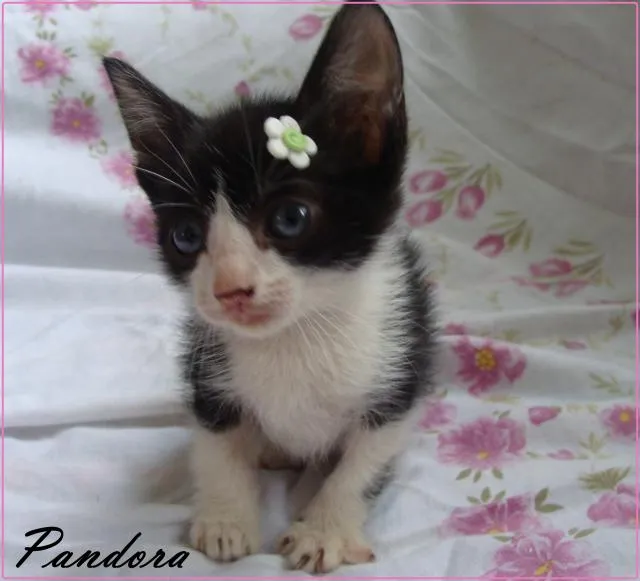 Gato ra a SRD idade Abaixo de 2 meses nome Pandora