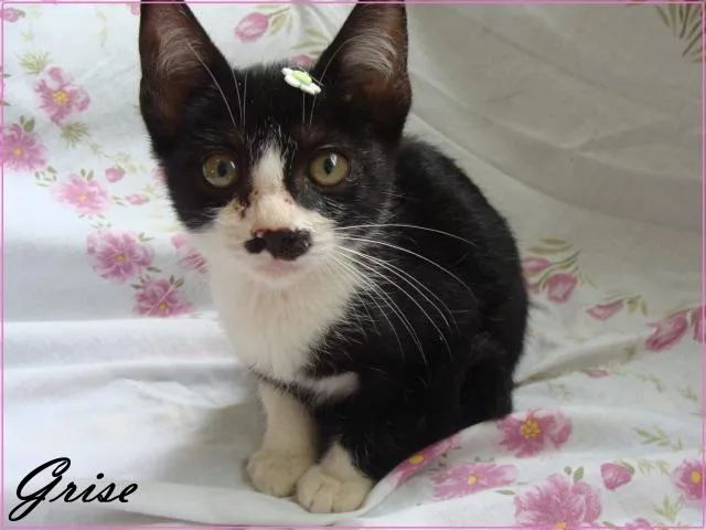 Gato ra a SRD idade Abaixo de 2 meses nome Grise