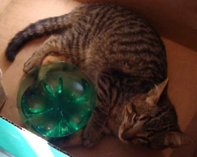 Gato ra a SRD idade  nome URGENTE