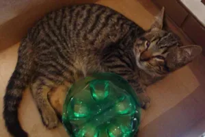 Gato raça SRD idade  nome URGENTE