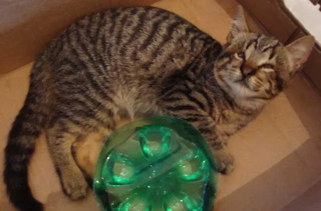 Gato ra a SRD idade  nome URGENTE