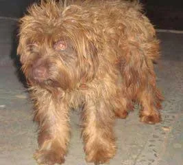 Cachorro ra a SRD idade  nome ENCONTRADO