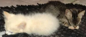 Gato raça SRD idade  nome Rajadinho e Branquinha