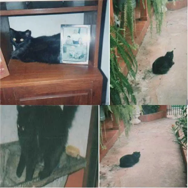 Gato ra a SRD idade  nome Sândi