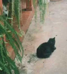 Gato ra a SRD idade  nome Sândi
