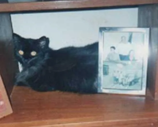 Gato ra a SRD idade  nome Sândi