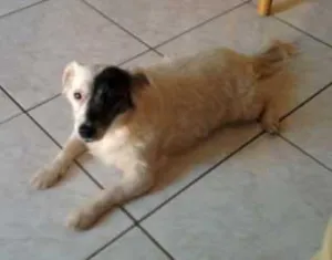 Cachorro raça SRD idade  nome PIRATA