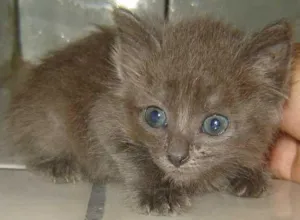 Gato raça SRD idade  nome FOFURA