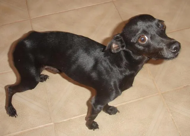 Cachorro ra a Pinscher idade 7 a 11 meses nome Robinho