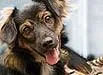 Cachorro ra a SRD idade nome Vários SHB Nossos Cães