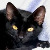 Gato ra a SRD idade nome Vários SHB Nossos Cães