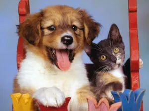 Cachorro raça SRD idade  nome Vários Movimento Ga