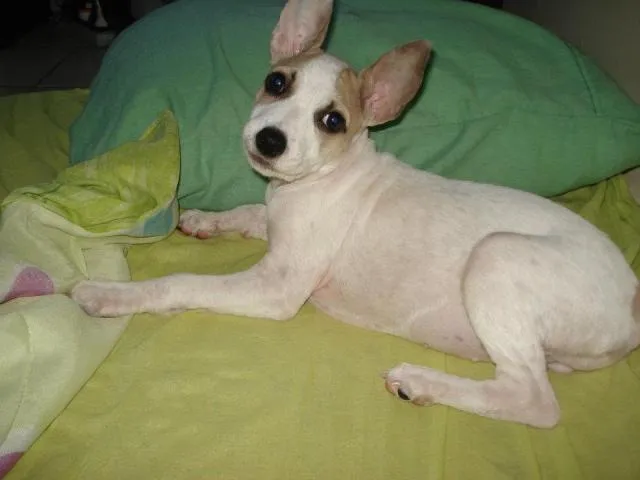 Cachorro ra a srd idade 2 a 6 meses nome Lila
