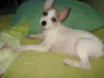 Lila