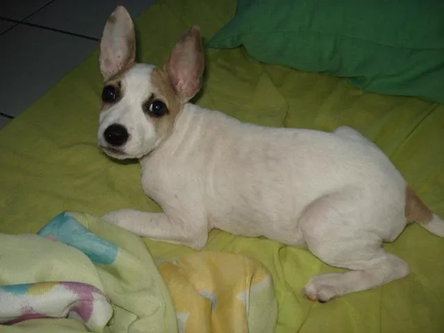 Cachorro ra a srd idade 2 a 6 meses nome Lila