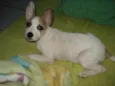 Lila
