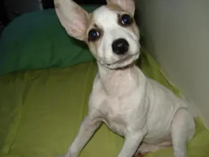 Cachorro raça srd idade 2 a 6 meses nome Lila