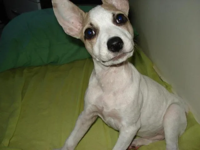 Cachorro ra a srd idade 2 a 6 meses nome Lila