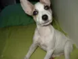 Lila