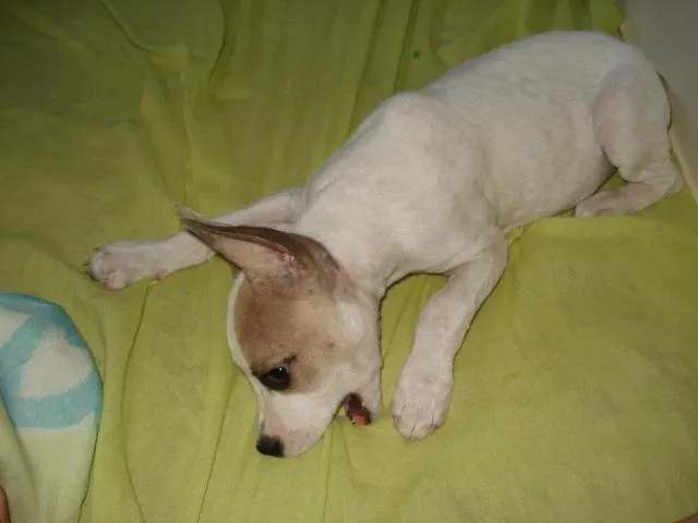 Cachorro ra a srd idade 2 a 6 meses nome Lila