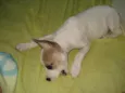 Lila