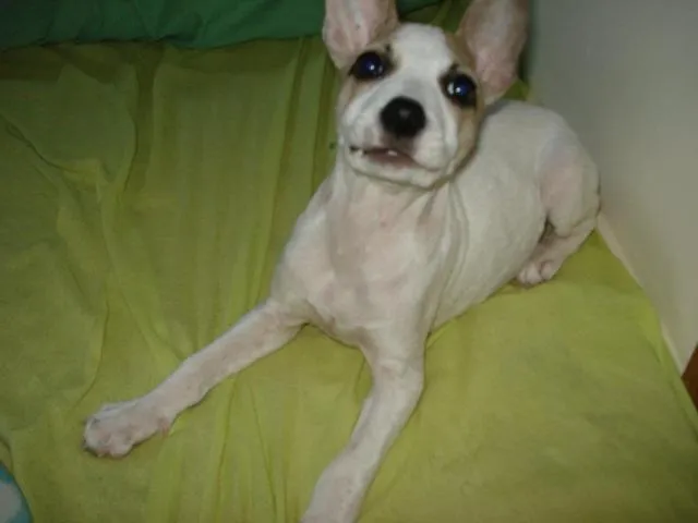 Cachorro ra a srd idade 2 a 6 meses nome Lila