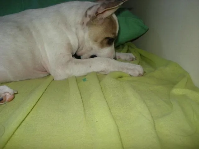Cachorro ra a srd idade 2 a 6 meses nome Lila