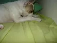 Lila