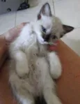 Linda