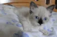 Linda