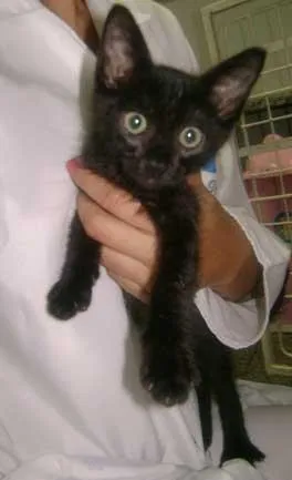 Gato ra a SRD idade  nome FOFOS