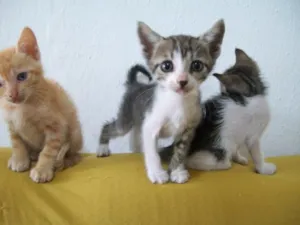 Gato raça SRD idade  nome LINDOS
