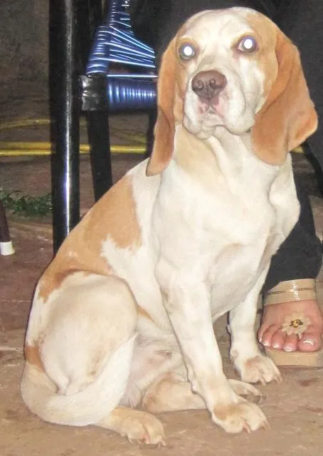 Cachorro ra a beagle idade 6 ou mais anos nome bamby GRATIFICA