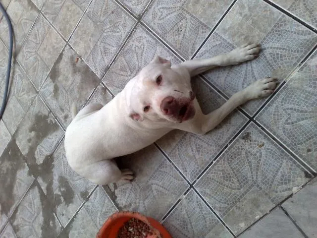 Cachorro ra a Pitbull idade 3 anos nome Lilica