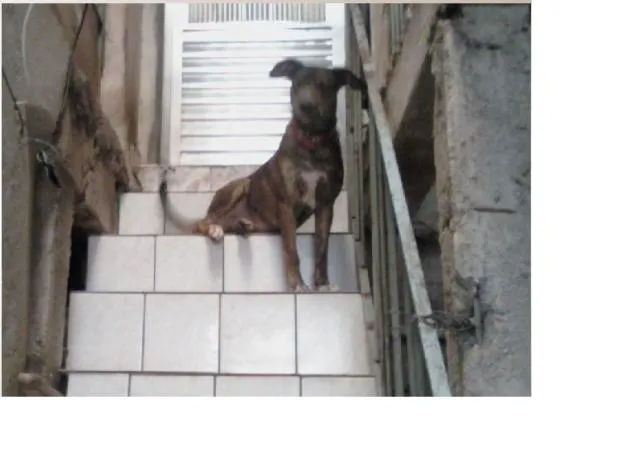 Cachorro ra a Pit-Bull/Fila idade 6 ou mais anos nome Pequena GRATIFICA