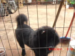 Cachorro raça CHOW CHOW idade 7 a 11 meses nome Procura Dono