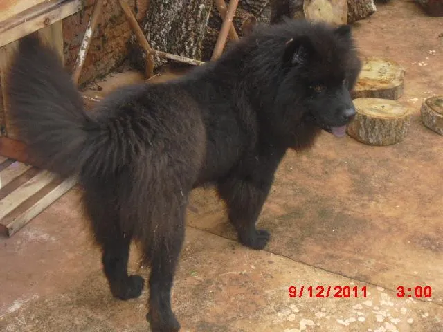 Cachorro ra a CHOW CHOW idade 7 a 11 meses nome Procura Dono